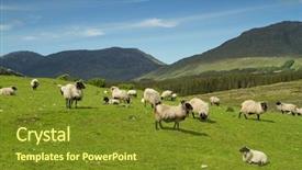  Presentation with sheep - Beautiful presentation theme featuring irish mountians - sheep and rams in connemara backdrop and a tawny brown colored foreground
