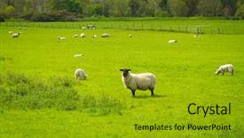  Presentation with killarney - PPT layouts having irish mountians - sheep and rams in killarney background and a gold colored foreground