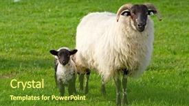  Presentation with irish - PPT theme enhanced with irish ram with small lamb background and a tawny brown colored foreground