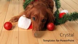 Presentation with dog christmas - PPT theme with irish setter dog with santa hat and christmas ornaments background and a gold colored foreground