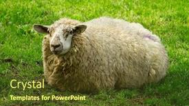  Presentation with killarney - Audience pleasing slide deck consisting of irish sheep in killarney backdrop and a tawny brown colored foreground