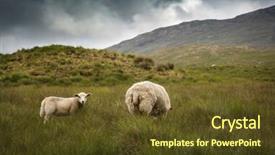  Presentation with irish - Slides enhanced with irish sheep in the meadow background and a tawny brown colored foreground