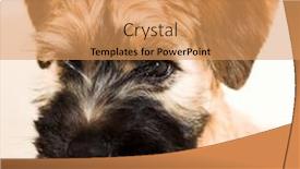  Presentation with irish - Slides consisting of irish-soft-coated-wheaten-terrier background and a coral colored foreground