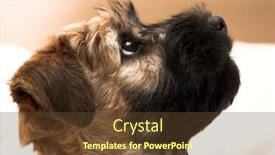  Presentation with irish - Colorful PPT layouts enhanced with irish-soft-coated-wheaten-terrier backdrop and a tawny brown colored foreground