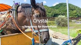  Presentation with dry - PPT layouts having ironhorse - horse eating dry grass background and a tawny brown colored foreground