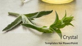  Presentation with tea plant - Audience pleasing slides consisting of ironwort sideritus for herbal tea backdrop and a mint green colored foreground
