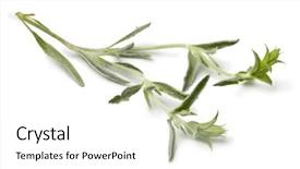  Presentation with green tea - Beautiful presentation featuring ironwort sideritus for herbal tea backdrop and a white colored foreground