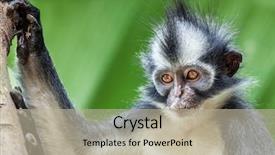  Presentation with monkey - PPT layouts with iroquis - thomas's leaf monkey bukit lawang background and a mint green colored foreground