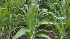  Presentation with colorful green corn field - Slide set featuring irrigated field of green corn background and a  colored foreground