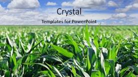  Presentation with maize - Theme featuring irrigation corn - green maize field with dramatic background and a light blue colored foreground