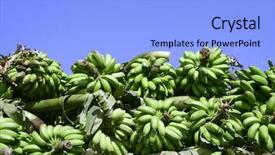  Presentation with irrigation - Theme consisting of irrigation india - green bananas on blue sky background and a  colored foreground