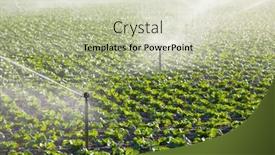  Presentation with irrigation - Beautiful presentation theme featuring irrigation-of-vegetables-green-cabbage backdrop and a soft green colored foreground