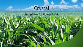  Presentation with maize - PPT theme featuring irrigation system - green maize field with dramatic background and a teal colored foreground