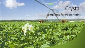  Presentation with irrigation - Colorful slides enhanced with irrigation system watering a potato backdrop and a light blue colored foreground