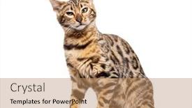  Presentation with cat - Presentation consisting of irritated-bengal-cat-making background and a coral colored foreground