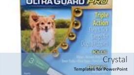  Presentation with flea - Colorful presentation enhanced with irvine-ca-september-22-2014 backdrop and a light blue colored foreground