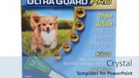  Presentation with flea - Presentation theme featuring irvine-ca-september-22-2014 background and a  colored foreground