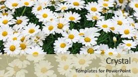  Presentation with daisy - Colorful presentation design enhanced with is a flower of asteraceae backdrop and a soft green colored foreground