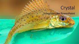  Presentation with freshwater fish - Slide deck featuring is a freshwater predatory fish background and a gold colored foreground