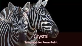  Presentation with safari animals - Slide set consisting of is big mammal from africa background and a wine colored foreground