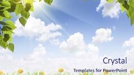  Presentation with daisy - Cool new slides with is blur at the background backdrop and a sky blue colored foreground