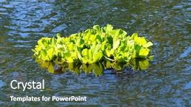  Presentation with biogas - Audience pleasing PPT theme consisting of is considered a serious pest backdrop and a ocean colored foreground