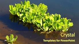  Presentation with biogas - Slide set featuring is considered a serious pest background and a tawny brown colored foreground