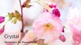  Presentation with japan cherry blossom - Slides with is considered the national flower background and a coral colored foreground