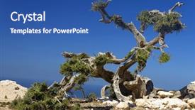  Presentation with fruit tree - Presentation theme consisting of is cultivated for the oil background and a ocean colored foreground