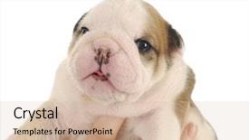  Presentation with cartoon kids holding hands - PPT layouts enhanced with colorful abc 123 magnetic letters background and a dark gray colored foreground.