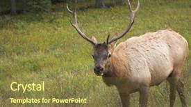  Presentation with wood gray - Slides featuring is grazed on a marge background and a tawny brown colored foreground