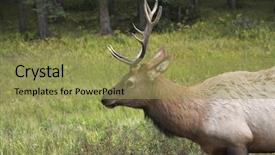  Presentation with deer - Cool new presentation theme with clay coffee maker with cups backdrop and a  colored foreground.