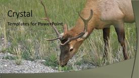  Presentation with deer - Presentation design featuring is grazed on a marge background and a violet colored foreground