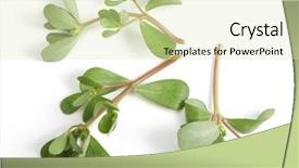  Presentation with qatar - Colorful PPT theme enhanced with is grown commerically it originate backdrop and a soft green colored foreground