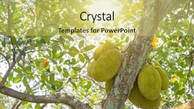  Presentation with jackfruit - Slide deck consisting of is hanging on the tree background and a yellow colored foreground