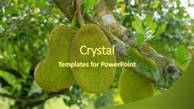  Presentation with jackfruit - Colorful slide deck enhanced with is hanging on the tree backdrop and a tawny brown colored foreground