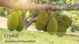  Presentation with jackfruit - Audience pleasing PPT layouts consisting of is hanging on the tree backdrop and a yellow colored foreground