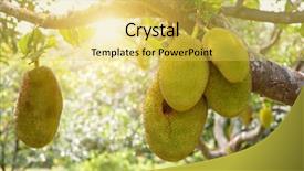  Presentation with jackfruit - Cool new theme with is hanging on the tree backdrop and a yellow colored foreground