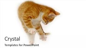  Presentation with air - Presentation having is jumping into the air background and a pink colored foreground