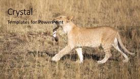  Presentation with lion - Slide deck having is left of an unlucky background and a coral colored foreground