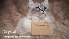  Presentation with cat - Theme enhanced with is looking up for food background and a coral colored foreground