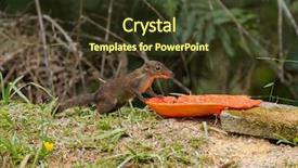  Presentation with tree - Slide set with is small mammal in reddish background and a tawny brown colored foreground