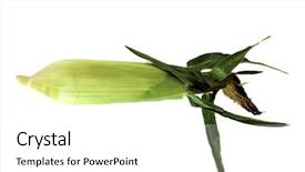  Presentation with bio plastics - PPT layouts enhanced with is used around the world background and a white colored foreground