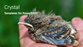  Presentation with juvenile - PPT theme consisting of isabelline-wheatear-juvenile-oenanthe-isabellina background and a forest green colored foreground