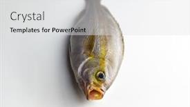  Presentation with fish - PPT layouts enhanced with isaki-fish-also-known background and a light gray colored foreground