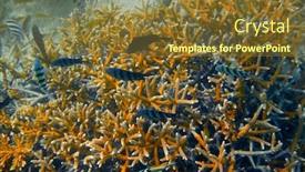  Presentation with maya - Slide deck enhanced with isla-mujeres-reef-snorkel-coral background and a tawny brown colored foreground