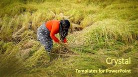  Presentation with plantation - PPT theme enhanced with islam plants - old farmer working on rice background and a  colored foreground