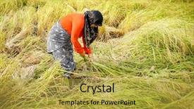  Presentation with plantation - Presentation design consisting of islam plants - old farmer working on rice background and a gold colored foreground