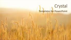  Presentation with wheat - Slide deck with rolled nacho chips and salsa dip on kitchen table background and a tawny brown colored foreground