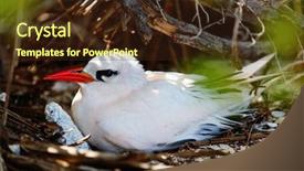  Presentation with honeymoon - Slide deck consisting of island at aitutaki cook islands background and a wine colored foreground